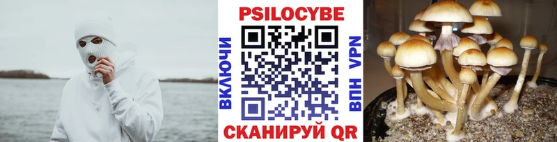 Галлюциногенные грибы MAGIC MUSHROOMS  Купить закладки  Дубовка 